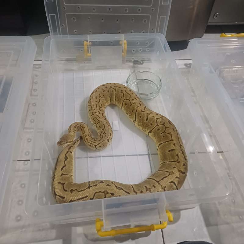 F. Lemon Blast