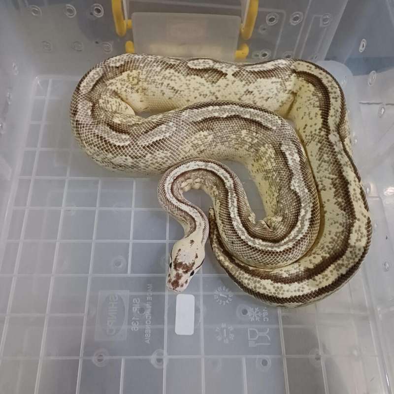 F. Pastel Lesser Superstripe