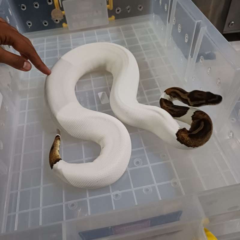 F. Pied het Lavender