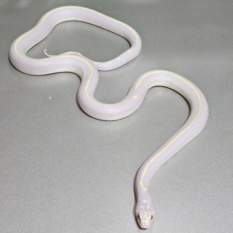 [Rtb] Ks California Albino Stripe