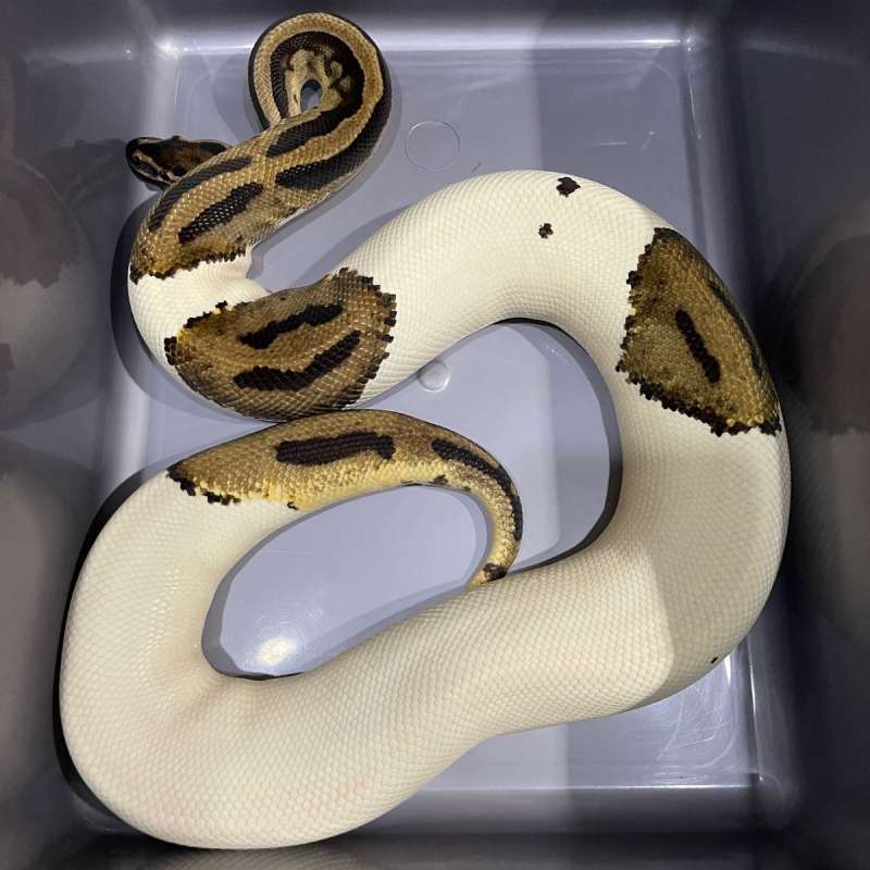 PIED PROVEN BREEDER