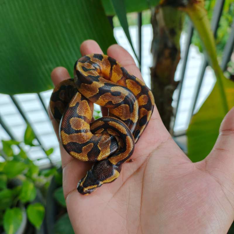 (F) Enchi Yellow Belly 66% dh Clown DG