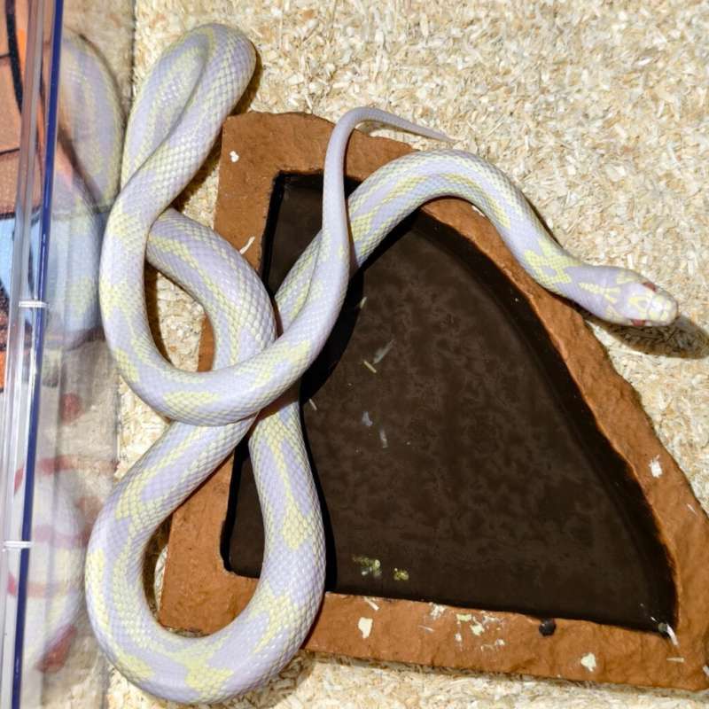 California kingsnake albino