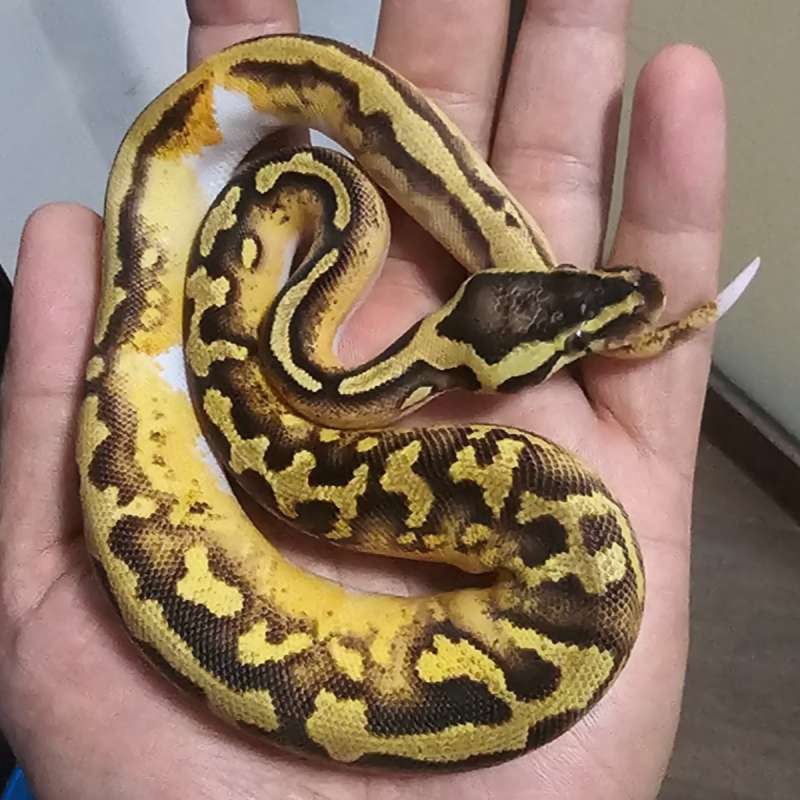 PIED ENCHI PASTEL YELLOW BELLY POSS HET LAVENDER