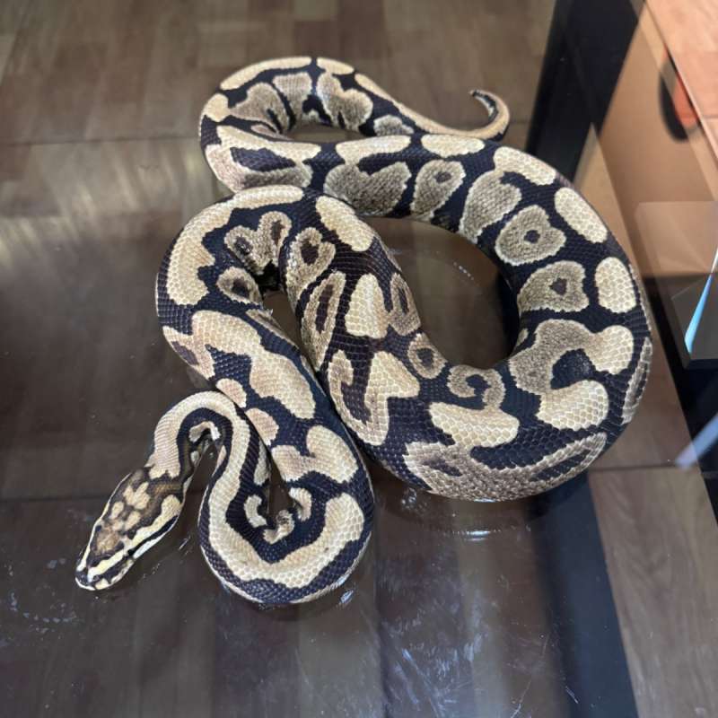 Spotnose yb het clown male