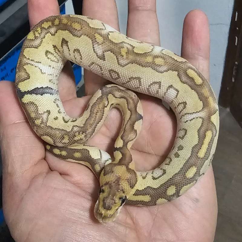 LESSER CLOWN PARADOX POSS HET GHOST