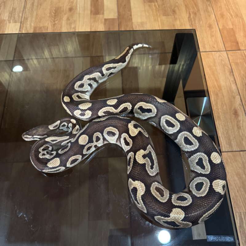 Mojave female