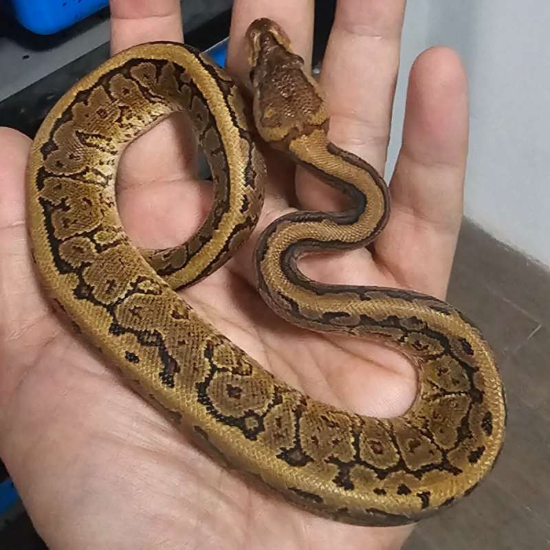 MOCHA YELLOW BELLY PINSTRIPE HET PIED POSS HET LAVENDER