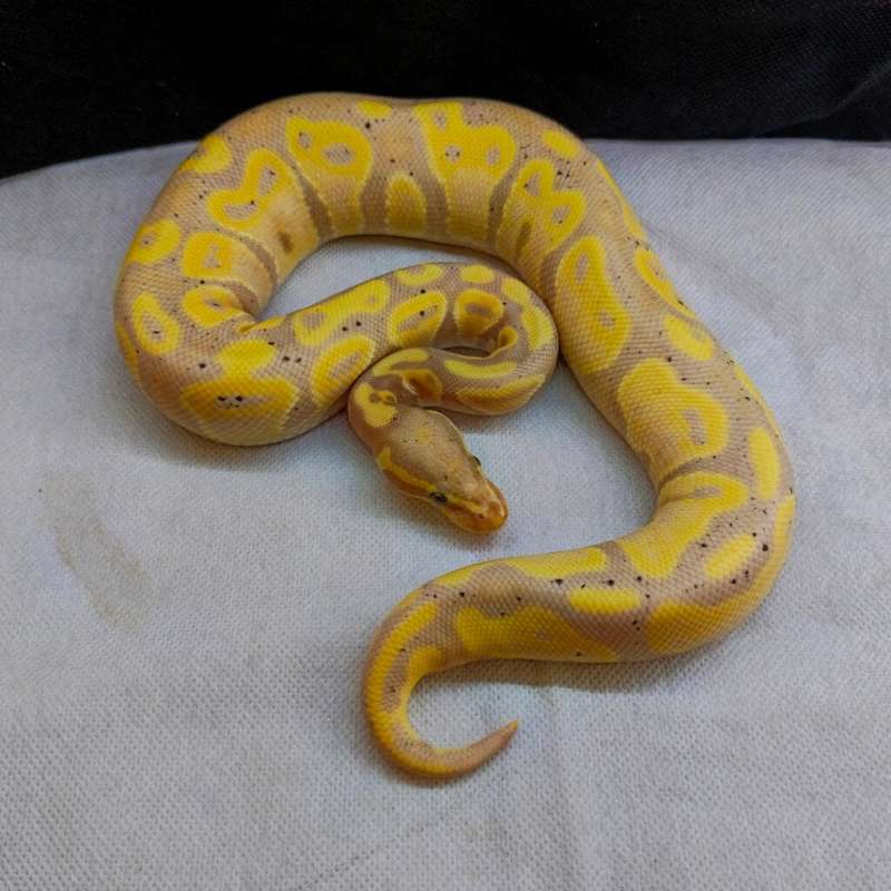 Banana Pastel
