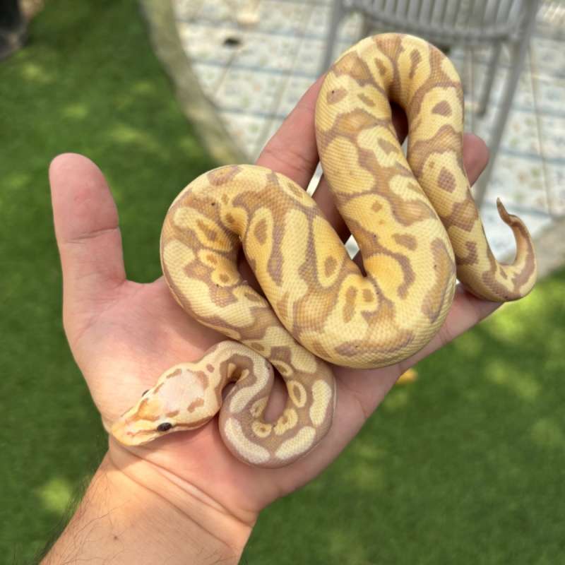 Banana Yellowbelly Pastel Het Clown