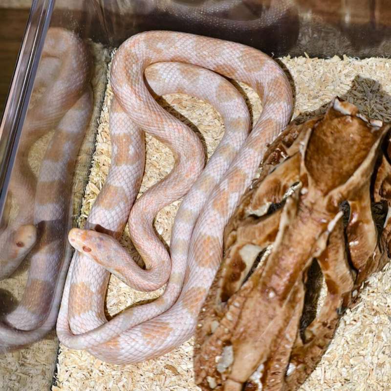Cornsnake snow coral