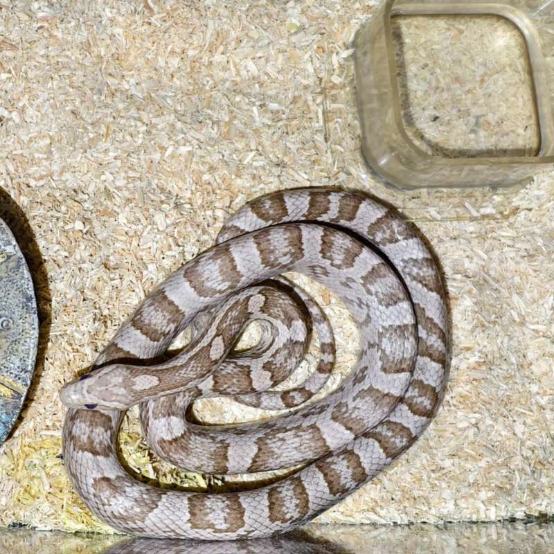 Cornsnake ghost