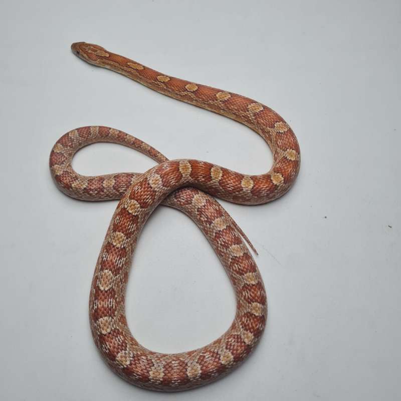 BloodRed Female Sub Adult