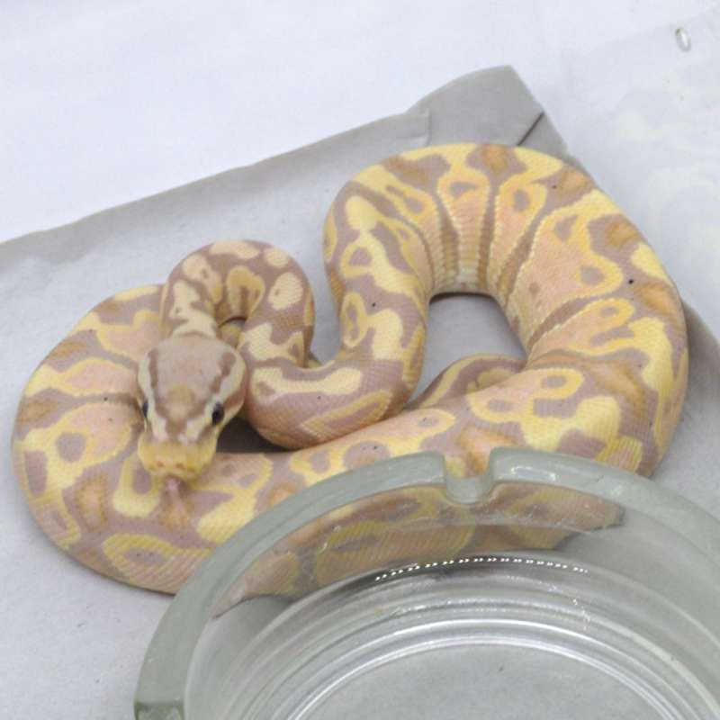 BANANA PASTEL HET CLOWN (F MAKER)
