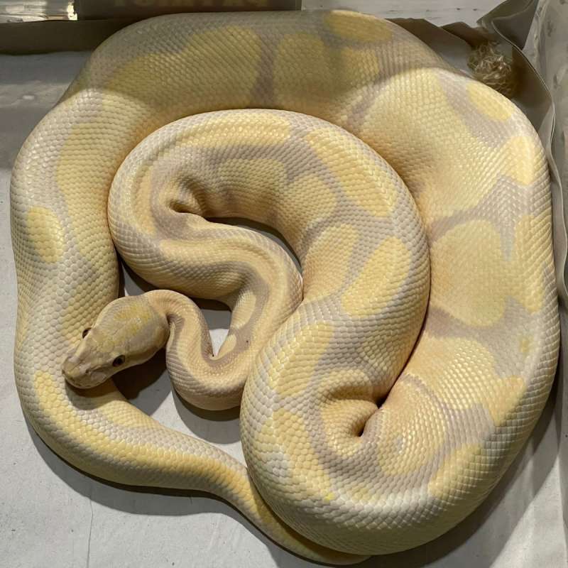 LAVENDER 50% HET PIED PROVEN BREEDER