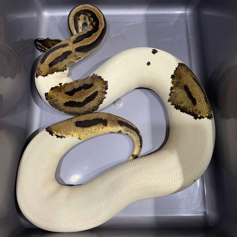 PIEBALD PROVEN BREEDER