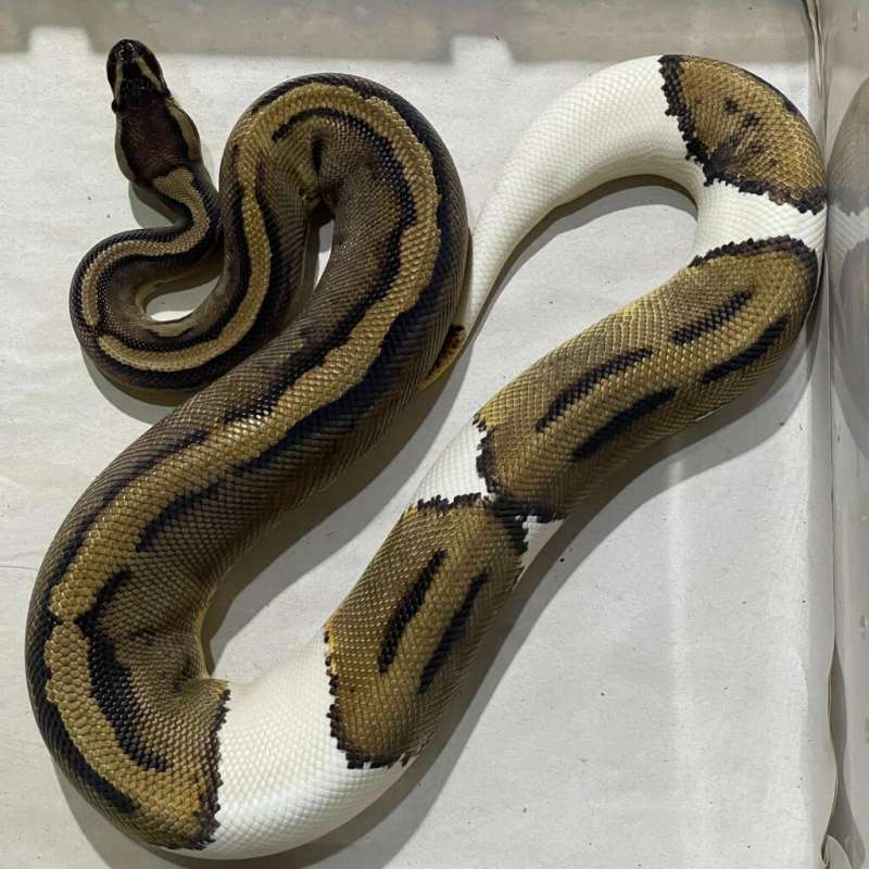 PIEDBALD (LEOPARD) HET AXA VPI