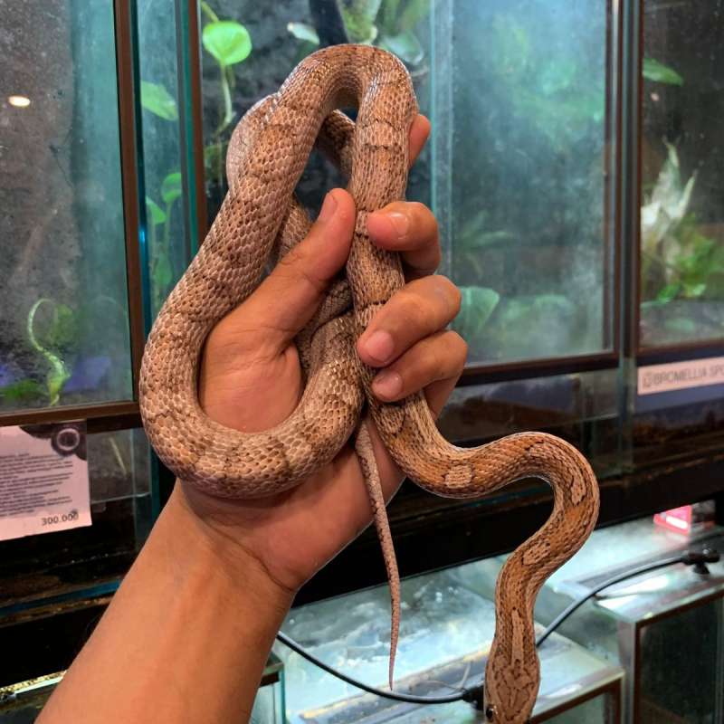 corn snake anery motley