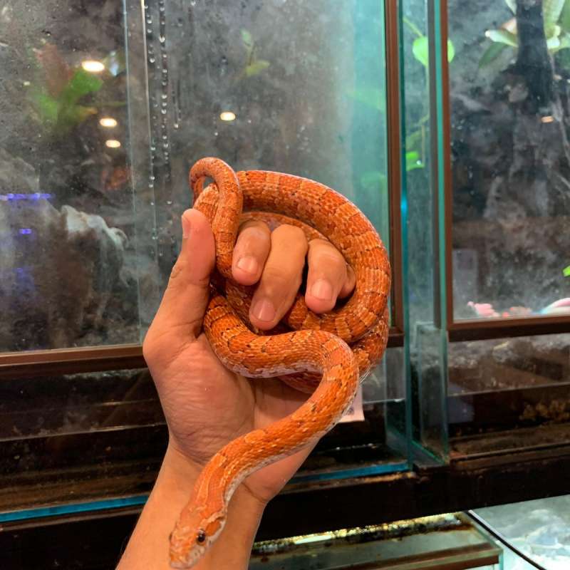 corn snake normal