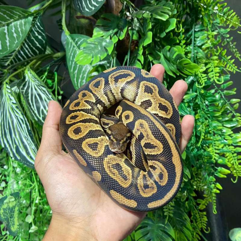 bp black pastel