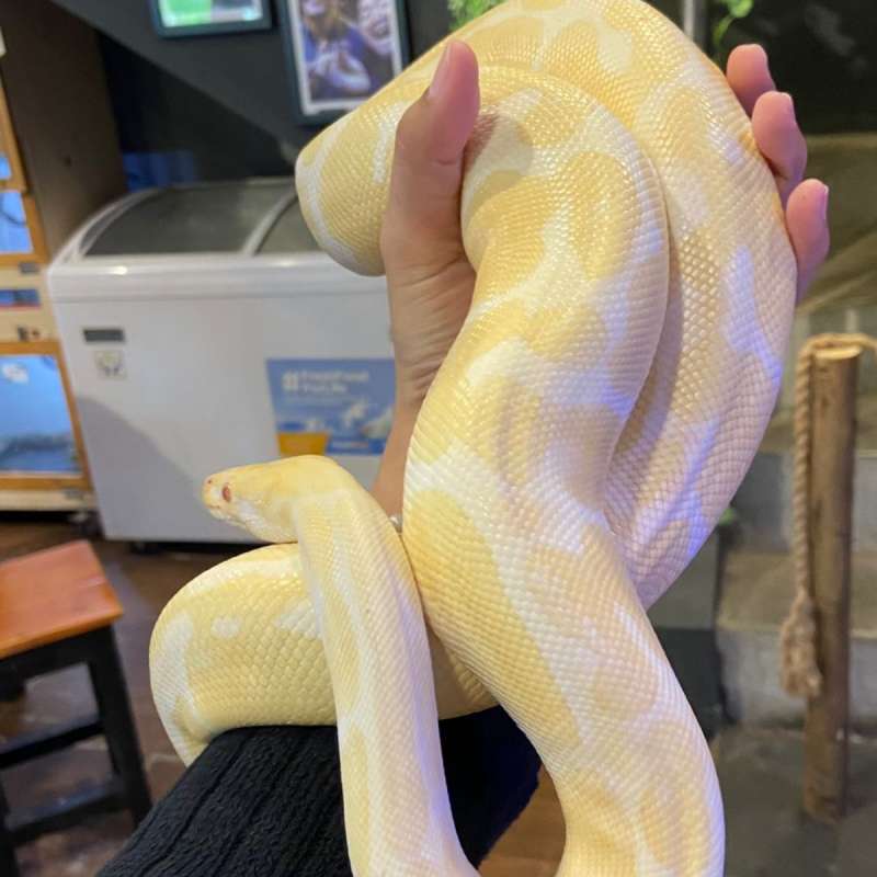 ball python albino pastel