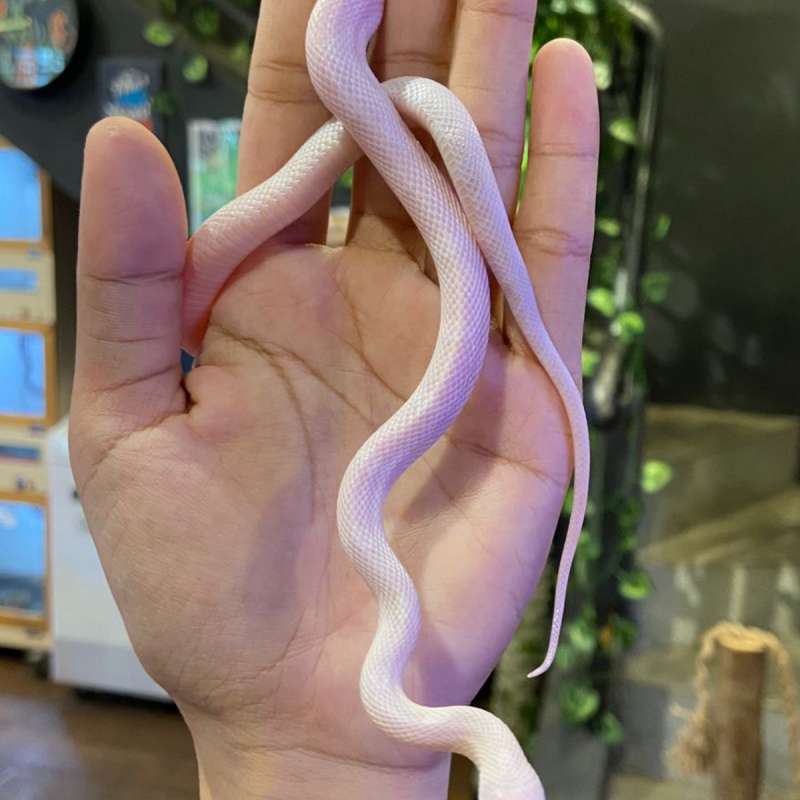 corn snake snow motley