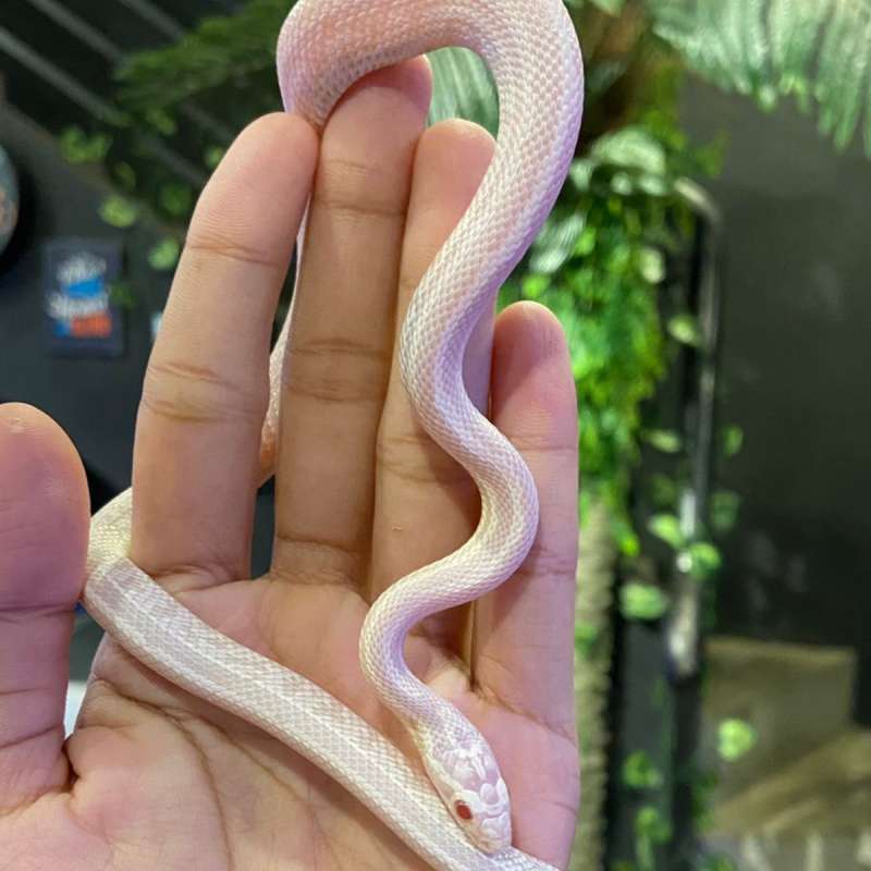 corn snake snow tessera