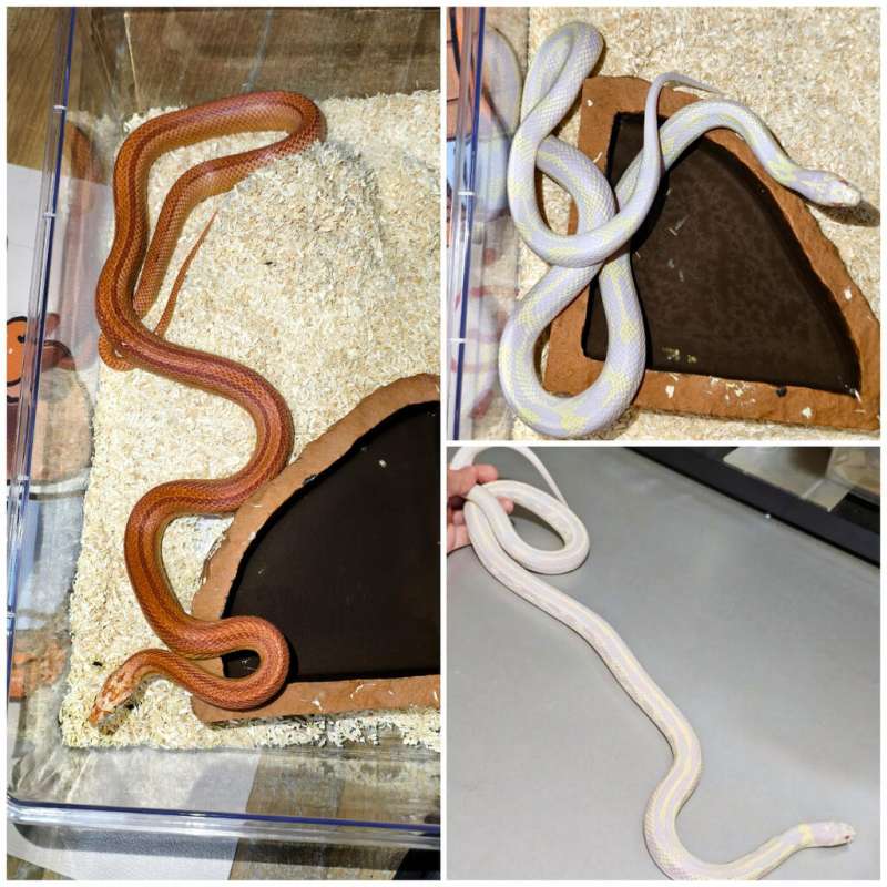 Take all 2E kingsnake + 11 E cornsnake
