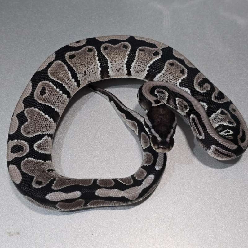 M. Axa het pied