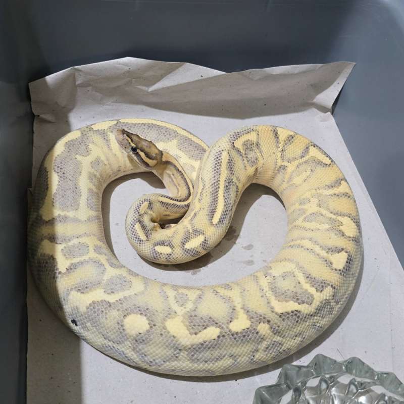 F. Phantom Leo Highway adult