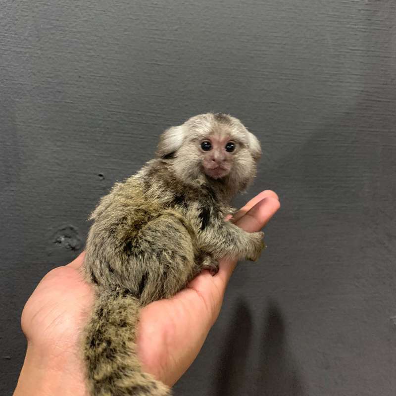 BABY MARMOSET