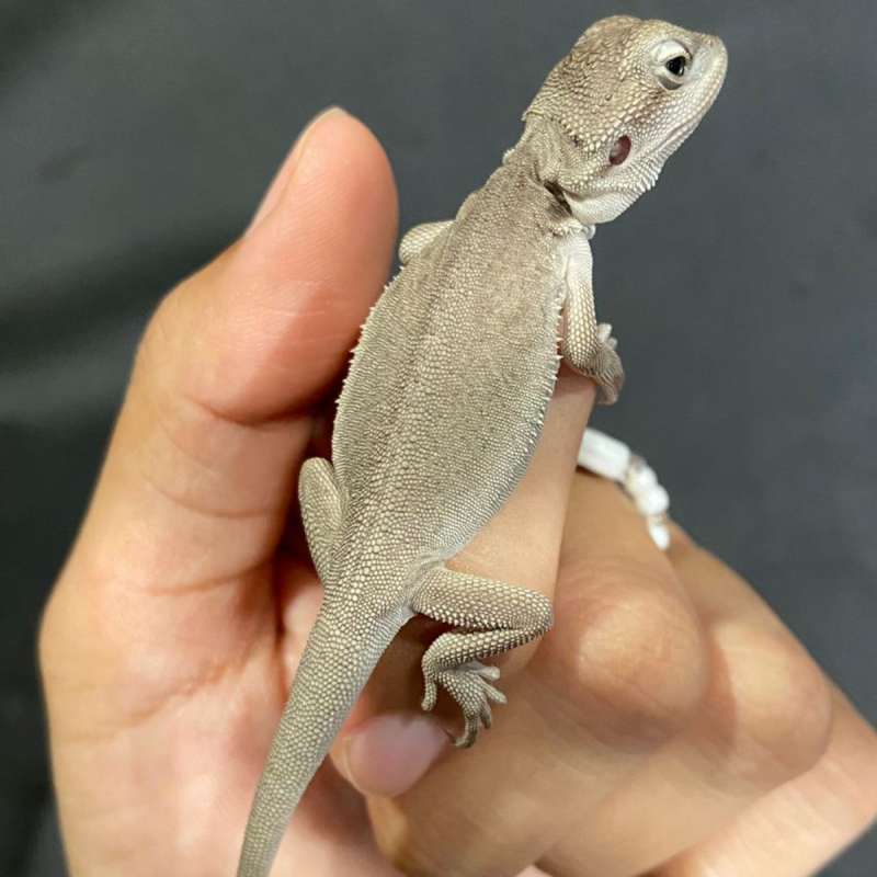 BABY BD ZERO