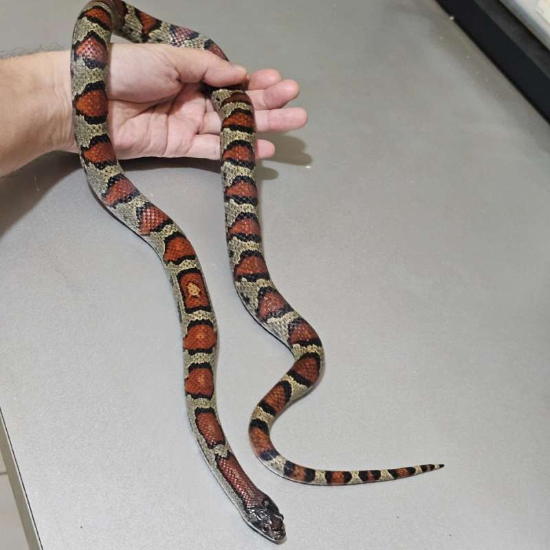 [Rtb] Mountain Ks L. Mexicana Mexicana/San Louis Potosii