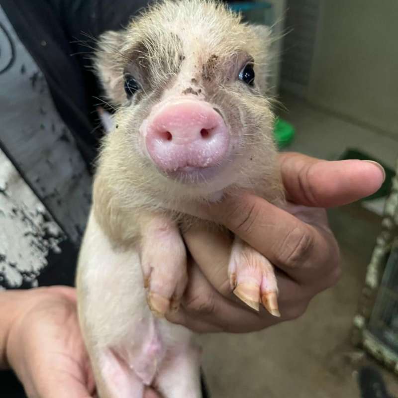 MICROPIG