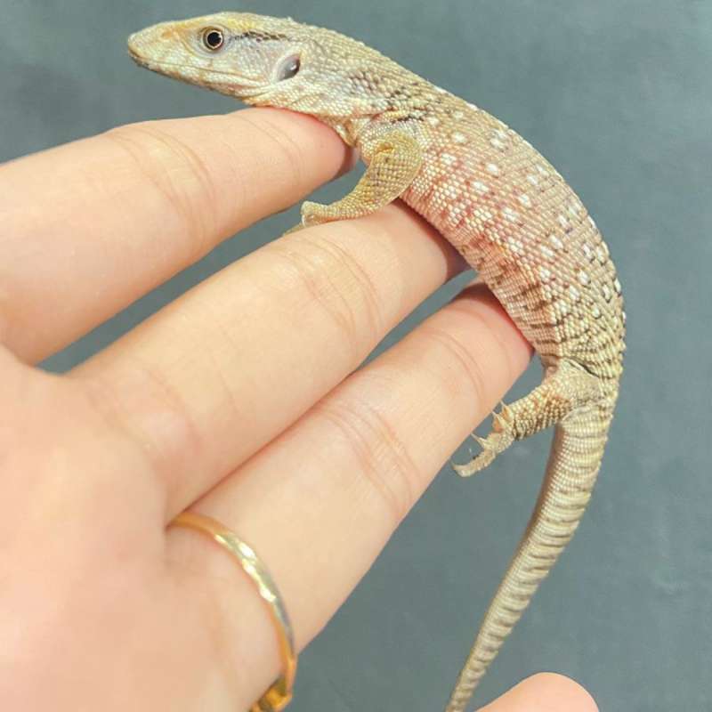 SAVANNAH MONITOR
