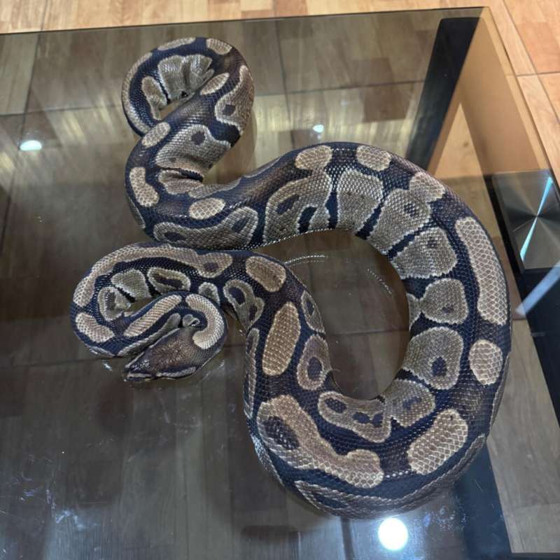 Het lavender female proven