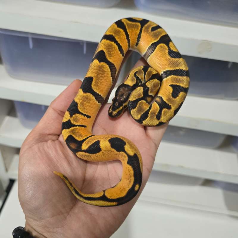 Male OD Enchi