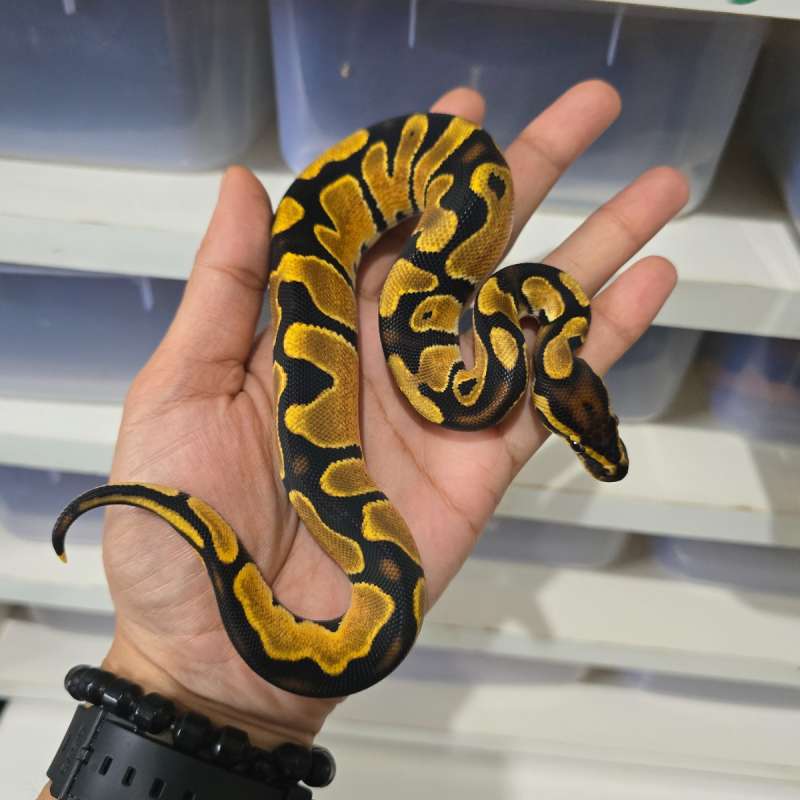 Male OD