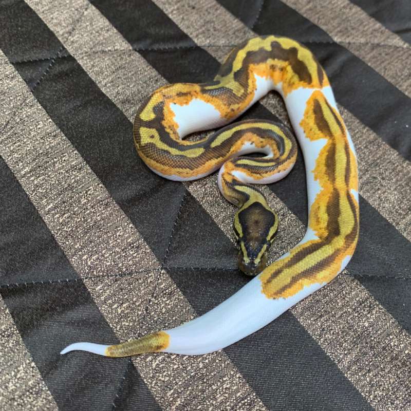 Enchi Yellowbelly Pied Ph Lavender