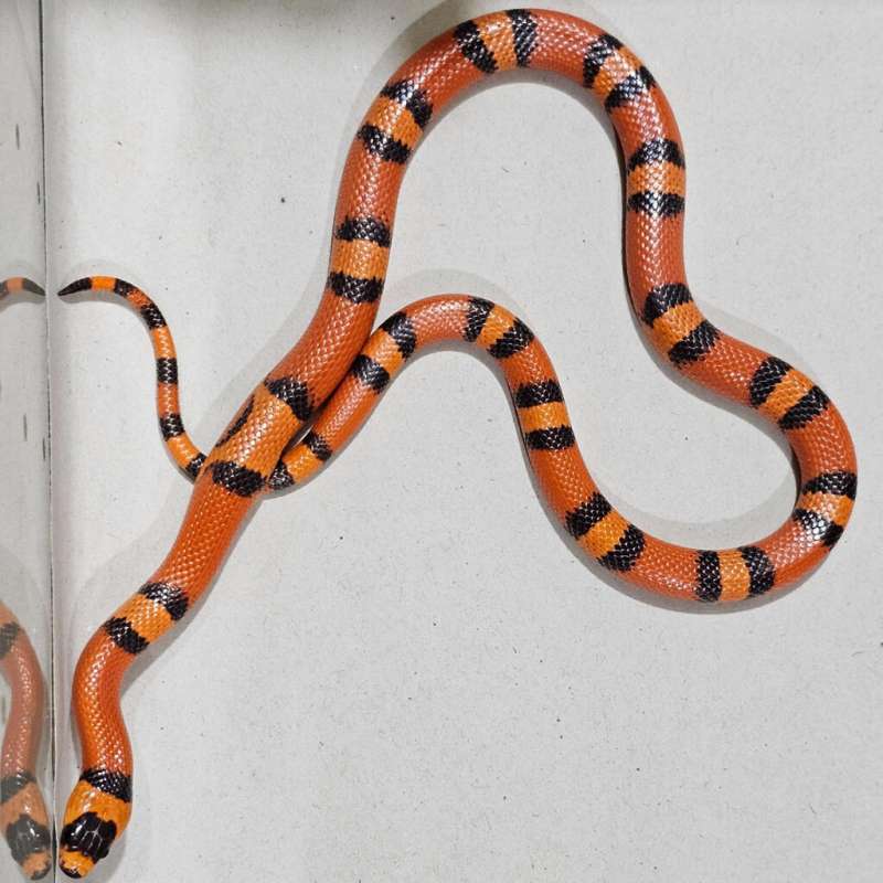 Ms Honduran Tangerine Hypo Vanishing pattern