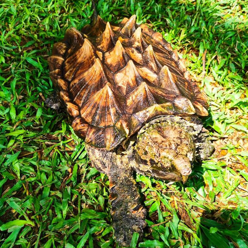 ALLIGATOR SNAPING TURTLE
