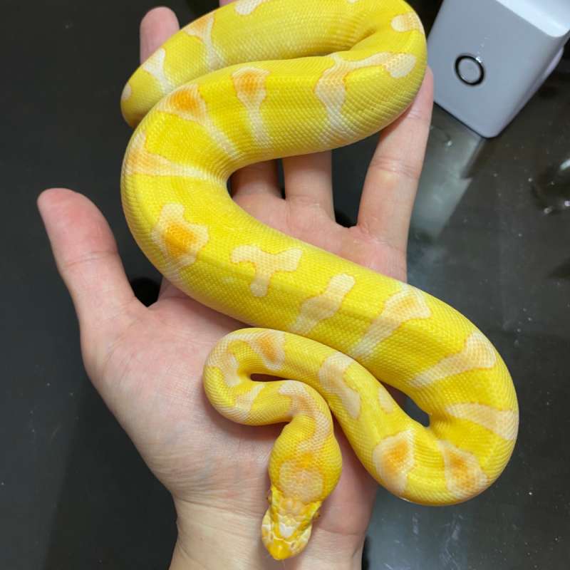 enchi lavender clown