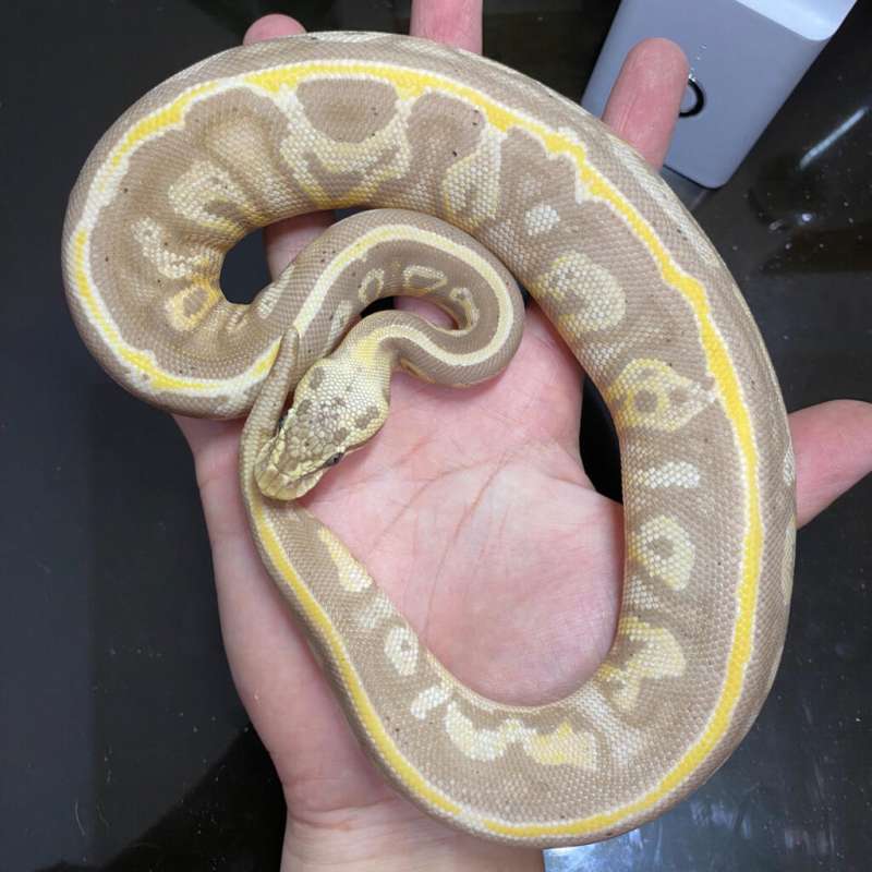 banana leopard blackhead yb/gravel ph clown
