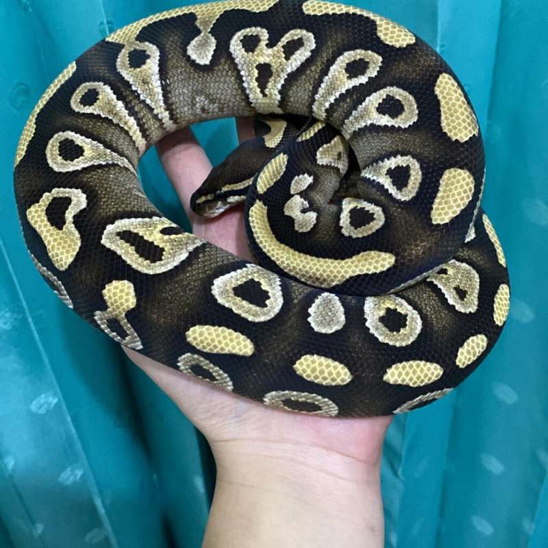 mojave dh hypo clown