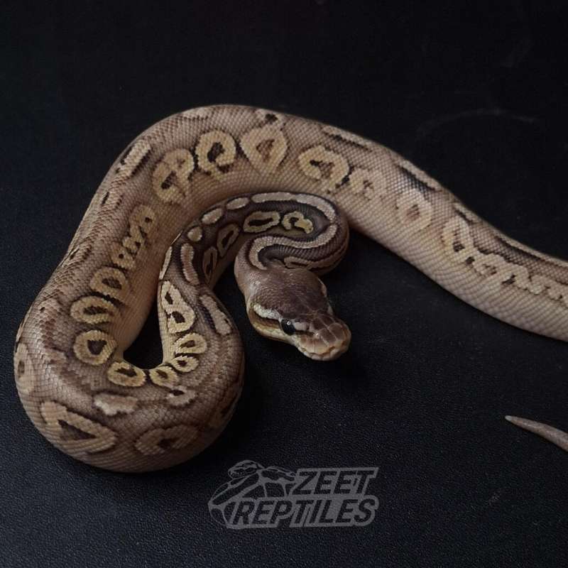 Pastel Cinnamon het Clown