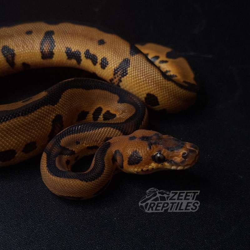 Leopard Clown