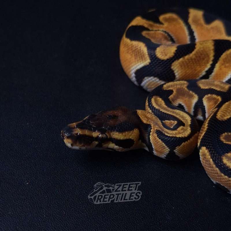 orange dream yellow belly het pied