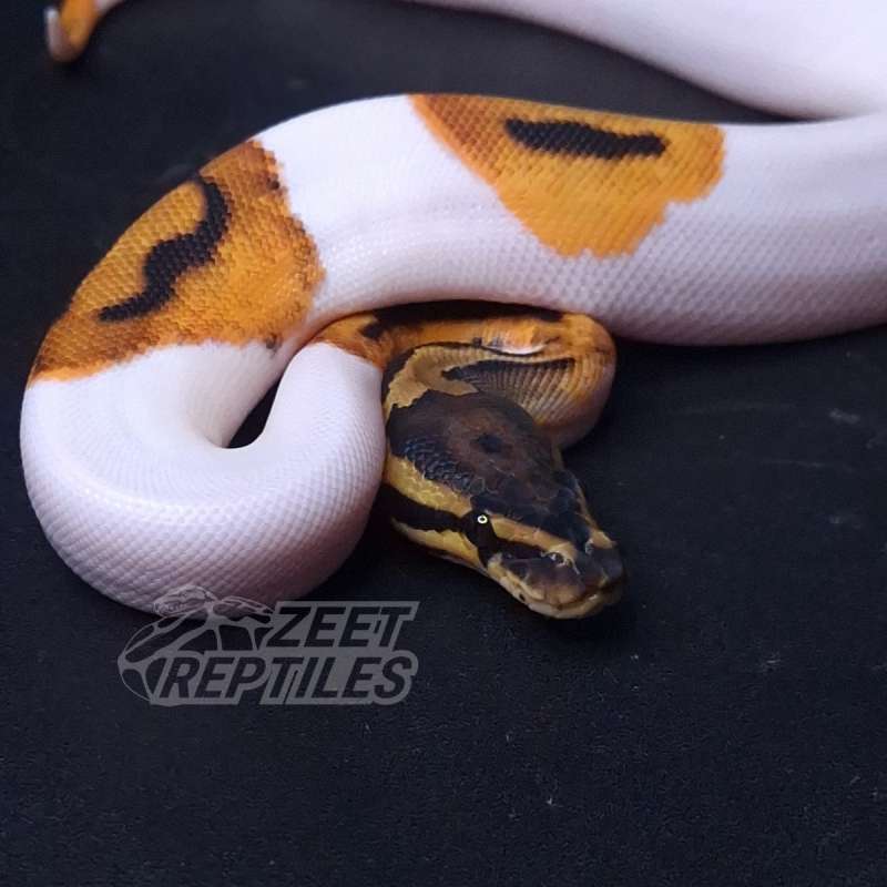 Orange Dream OD Pied