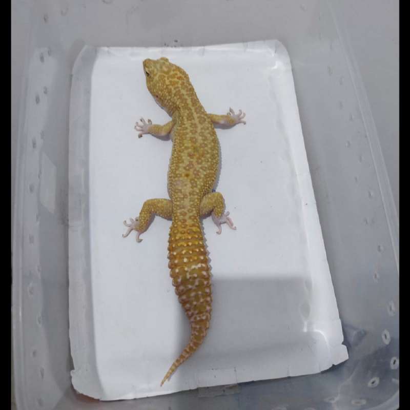 Leopard Gecko Male