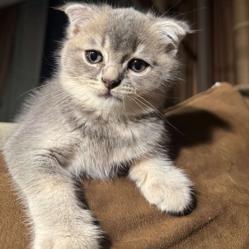 kitten scottish fold pure import